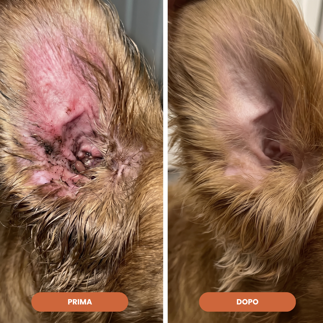 PetCollagen+® Il tuo Cane, al Meglio