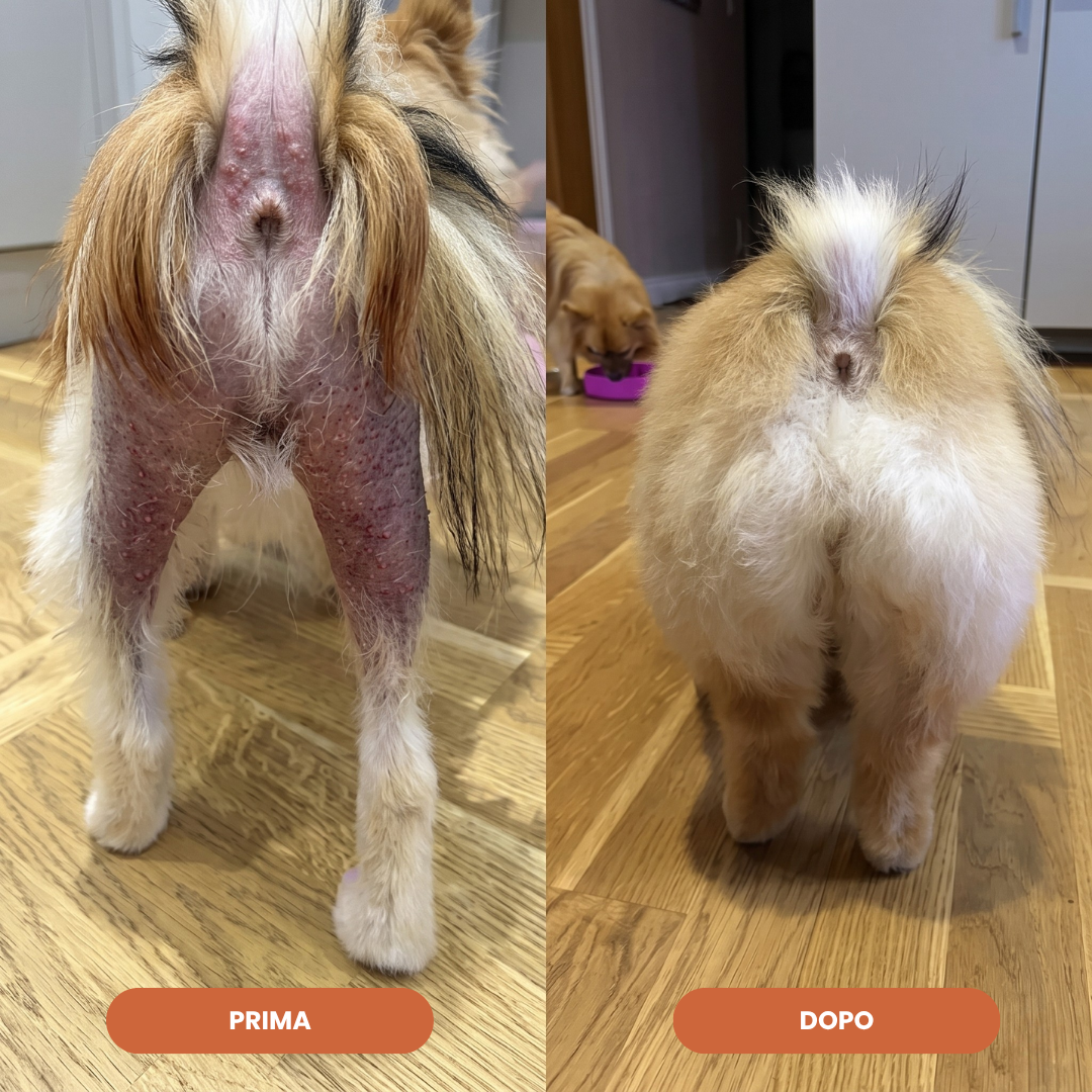 PetCollagen+® Il tuo Cane, al Meglio